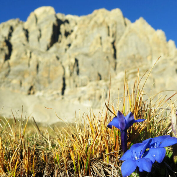 Kotijske Alpe treking edlothia 16 Alpska flora Kotijskih Alp ter pogled na impozantne skalnate gore.
