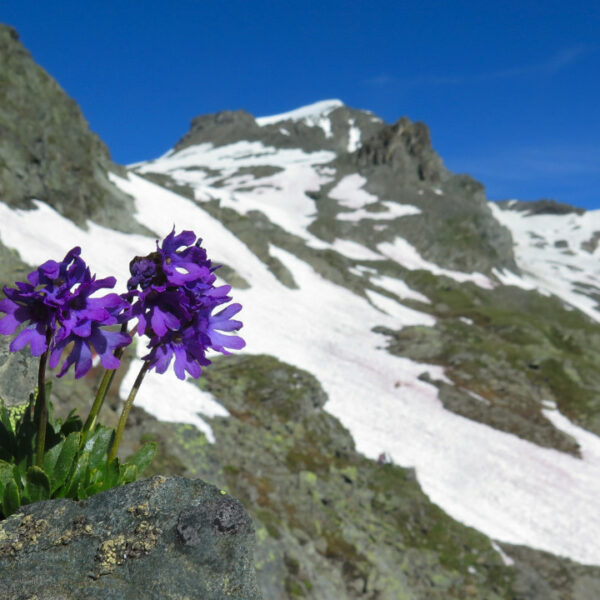 Alpska flora